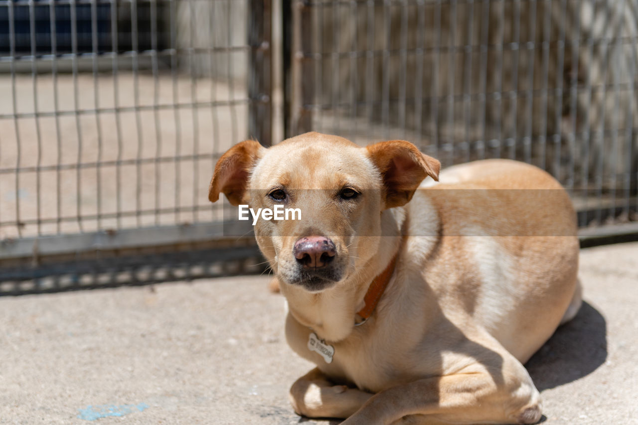 Portrait of dog relaxing outdoors