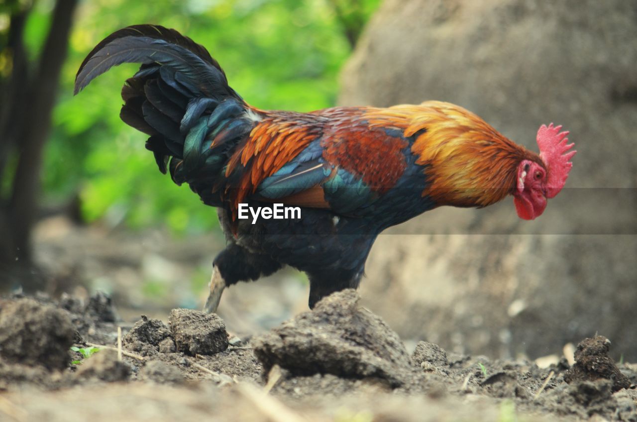 CLOSE-UP OF A ROOSTER