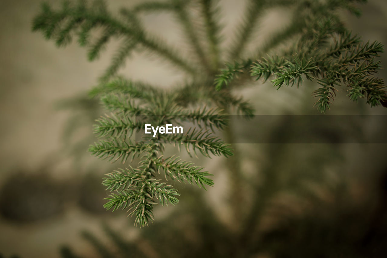 Coniferous tree branches top view, soft focus. natural winter background