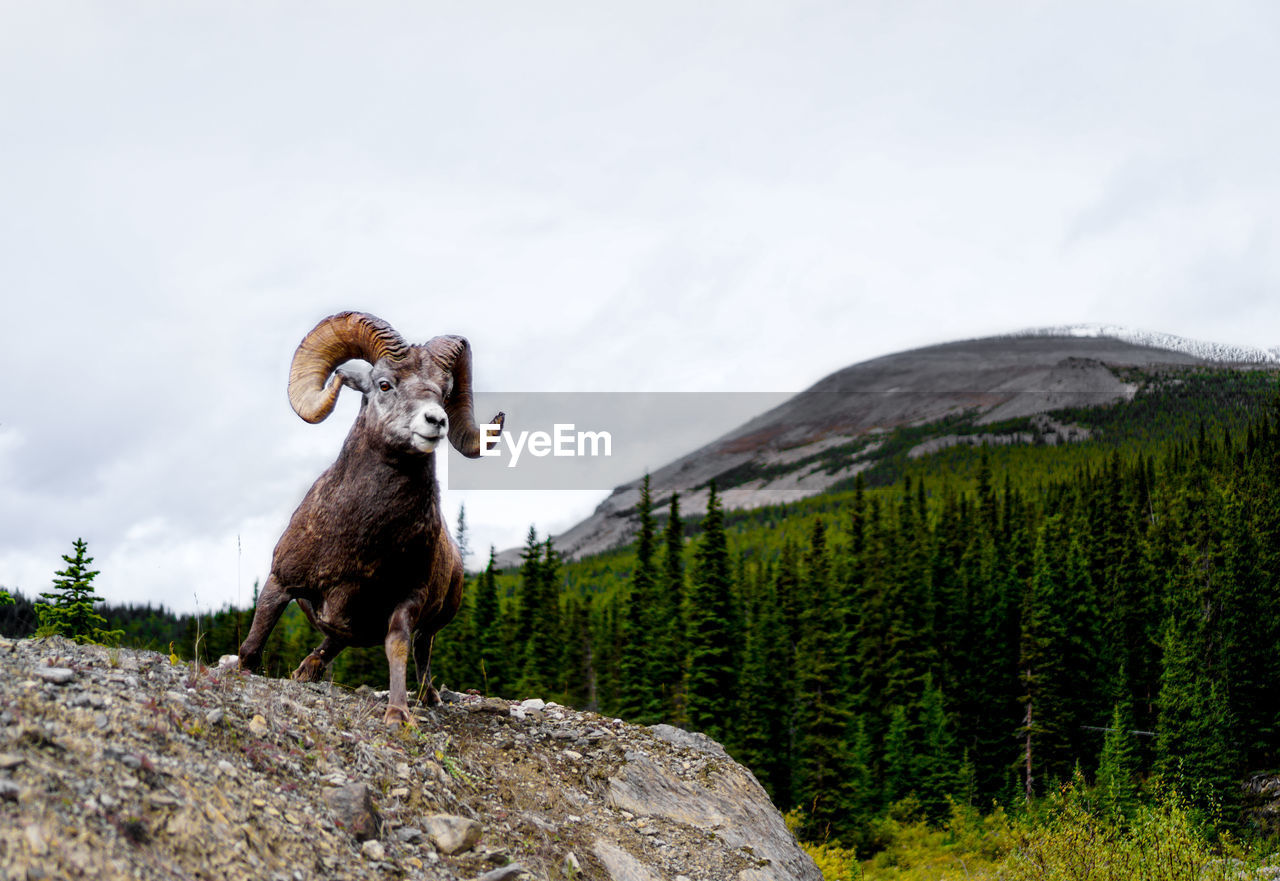 Sheep on rock against sky