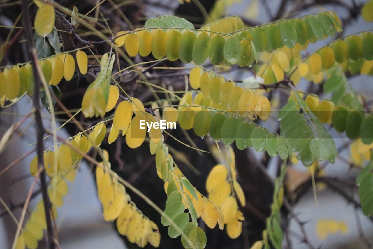 Close-up of yellow leaves on plant