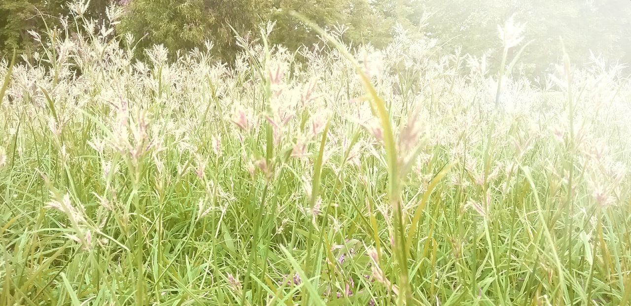 PLANTS GROWING ON FIELD