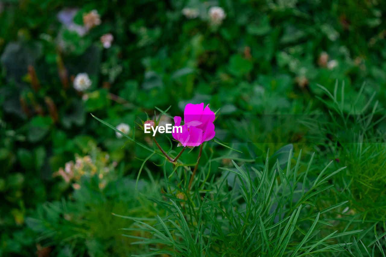 CLOSE-UP OF PINK FLOWERING PLANT ON FIELD