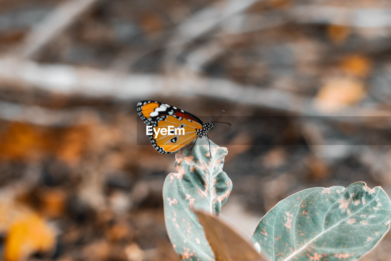 CLOSE-UP OF BUTTERFLY ON FLOWER