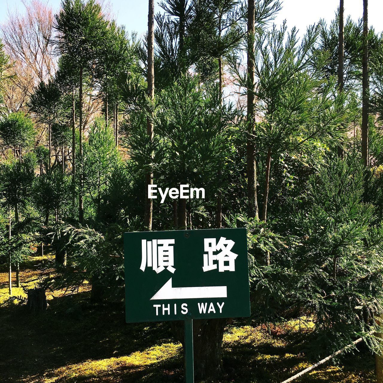 INFORMATION SIGN ON ROAD AMIDST TREES