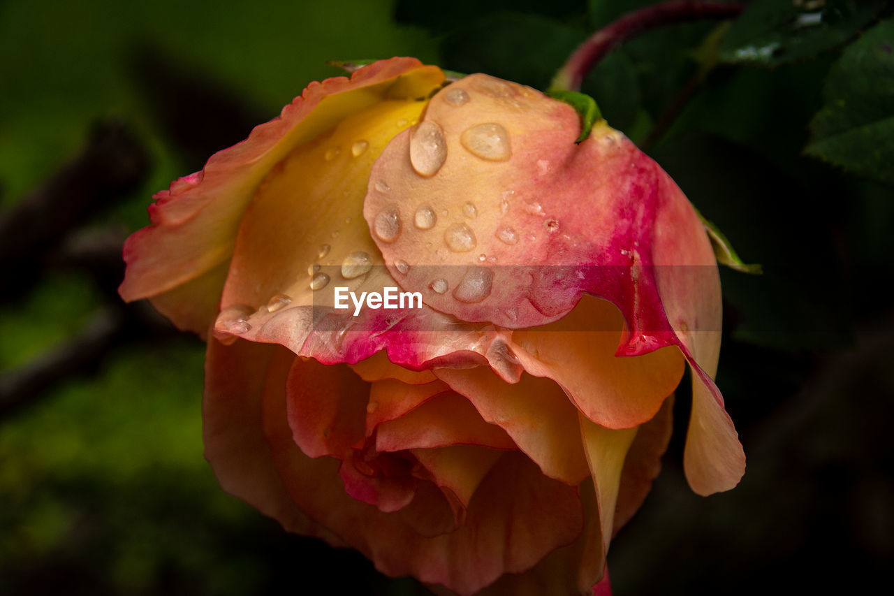 Close-up of raindrops on pink rose