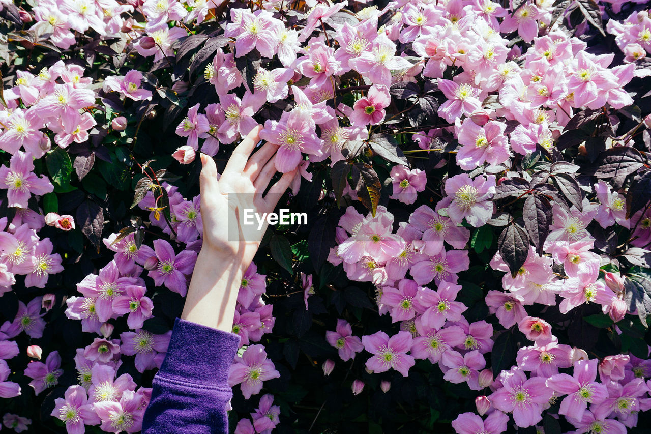 Cropped hand of woman touching flowers