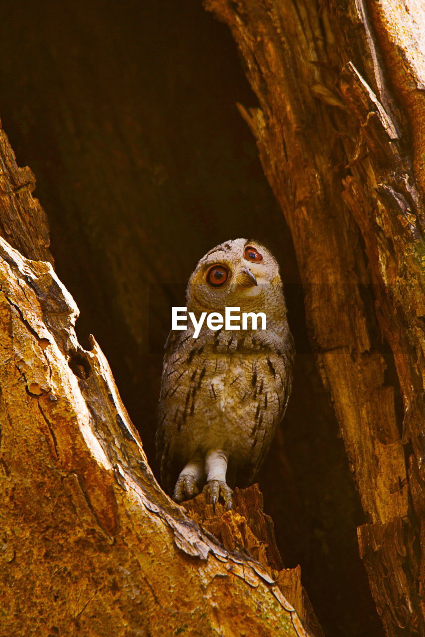 Low angle view of owl perching on tree trunk