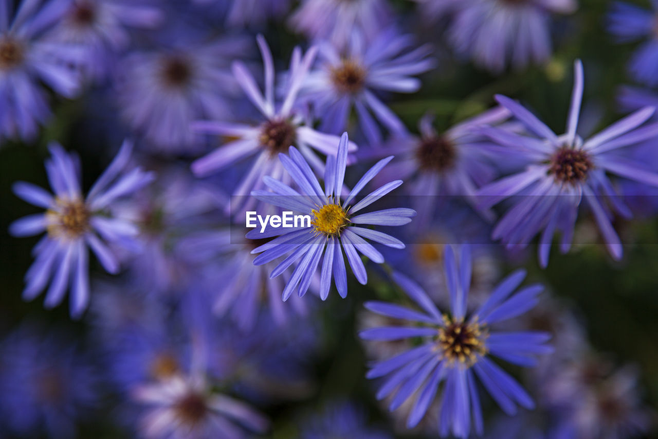 Blue and purple flowers with yellow in the middle