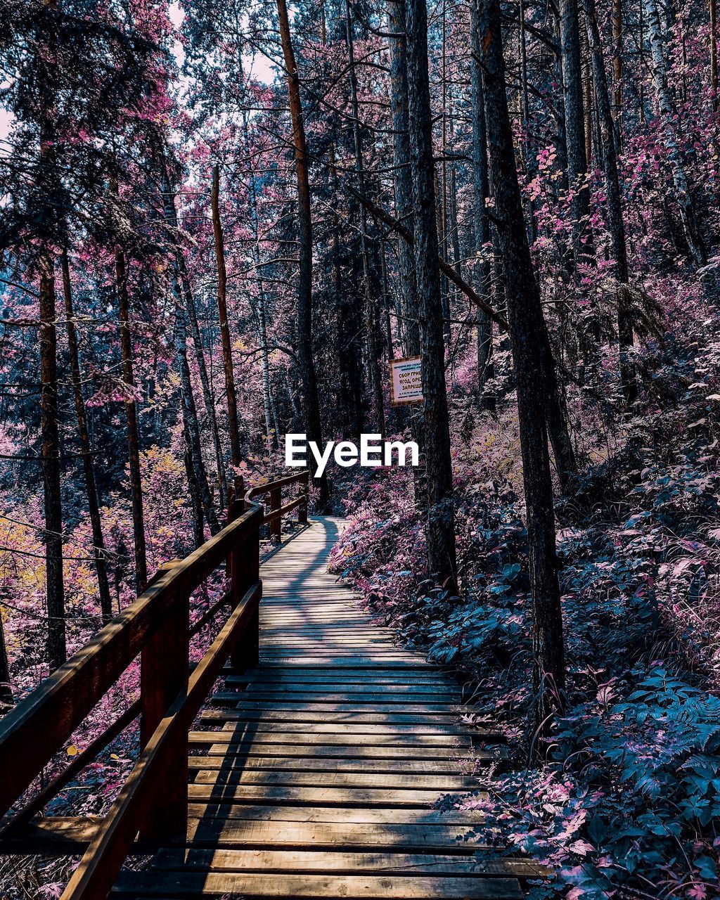 BOARDWALK AMIDST PLANTS IN FOREST