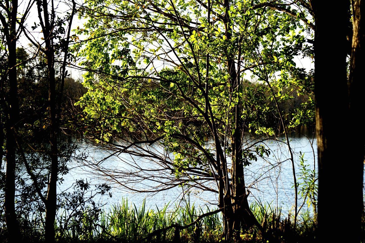 REFLECTION OF TREES ON LAKE