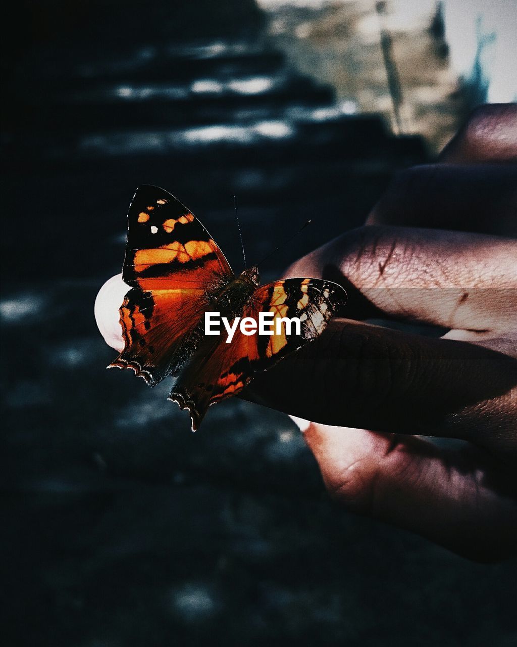 Cropped image of hand holding butterfly