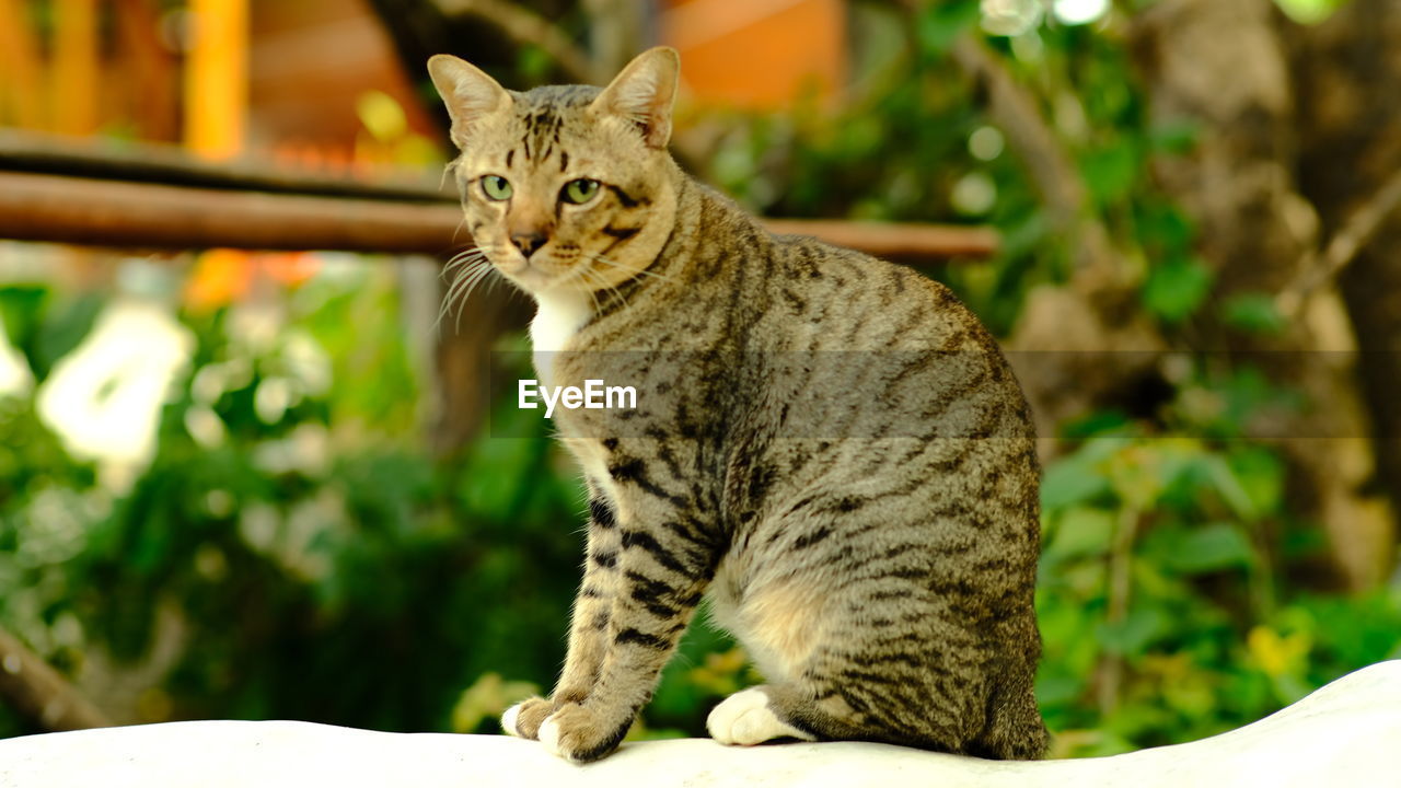 PORTRAIT OF A CAT SITTING ON PLANT