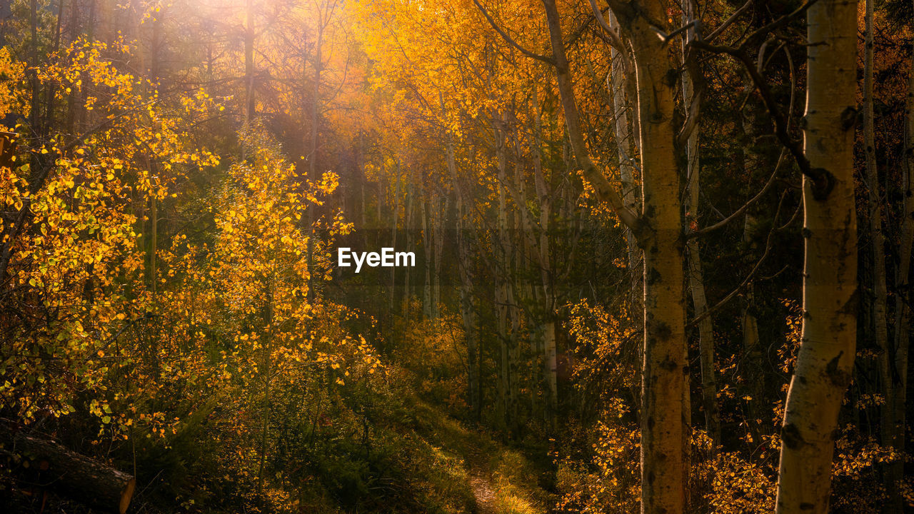 tree, plant, forest, land, beauty in nature, sunlight, nature, autumn, tranquility, yellow, morning, woodland, scenics - nature, sunbeam, environment, leaf, landscape, no people, sun, natural environment, tranquil scene, plant part, non-urban scene, growth, outdoors, idyllic, tree trunk, trunk, pine woodland, fog, branch, pinaceae, coniferous tree, gold, pine tree, orange color, sky, day, back lit, lens flare, light - natural phenomenon