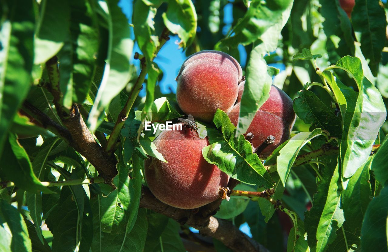 CLOSE-UP OF STRAWBERRY ON TREE