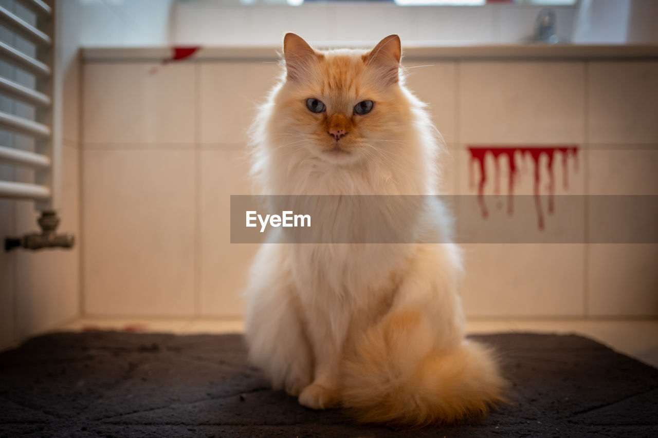 Portrait of white cat relaxing on rug at home 