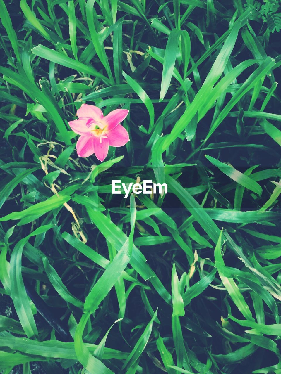 CLOSE-UP OF FLOWERS BLOOMING OUTDOORS