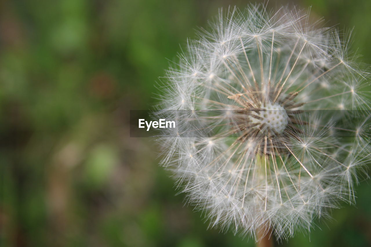 flower, dandelion, plant, fragility, flowering plant, freshness, beauty in nature, close-up, nature, focus on foreground, grass, dandelion seed, softness, inflorescence, white, no people, flower head, growth, macro photography, plant stem, day, seed, outdoors, wildflower, positive emotion, selective focus, springtime