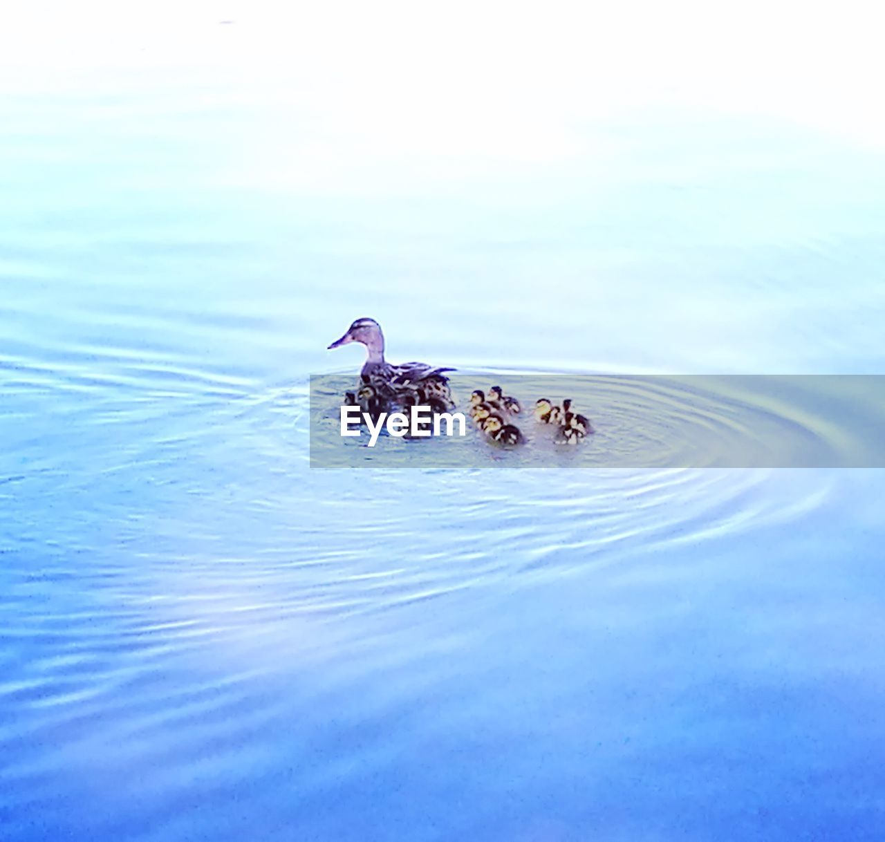 BIRD SWIMMING IN LAKE