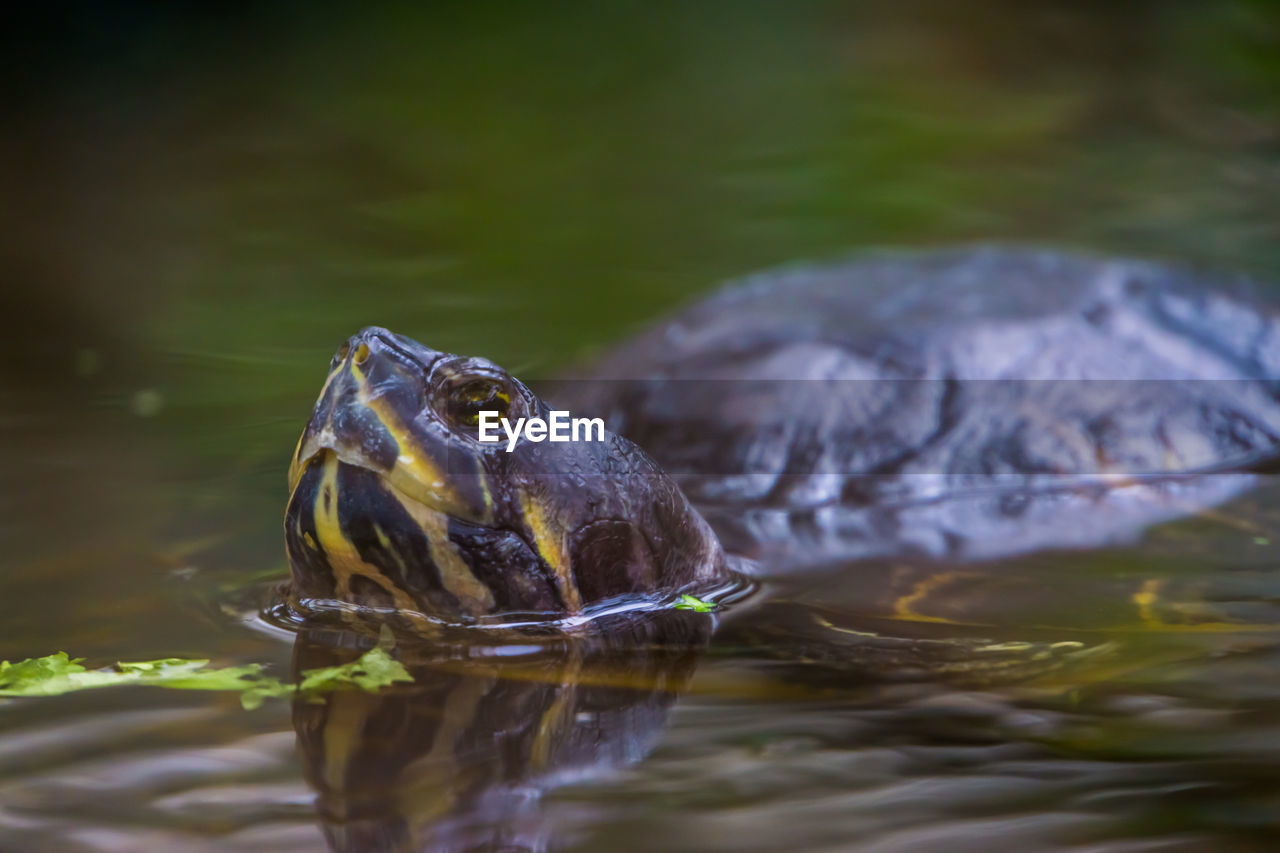 CLOSE-UP OF TURTLE IN A LAKE
