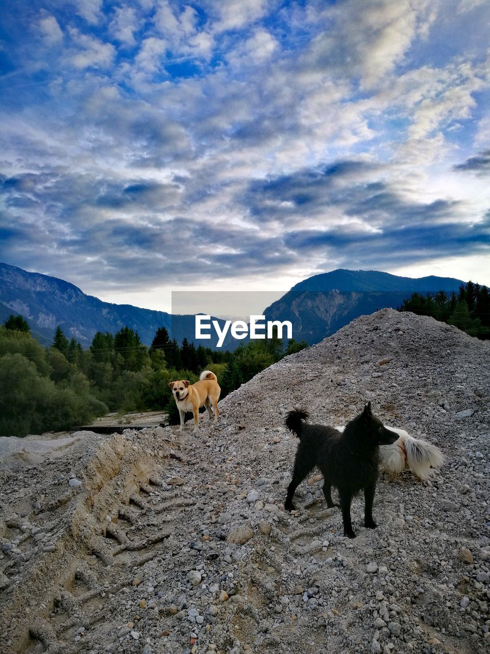VIEW OF A DOG ON LANDSCAPE AGAINST MOUNTAIN