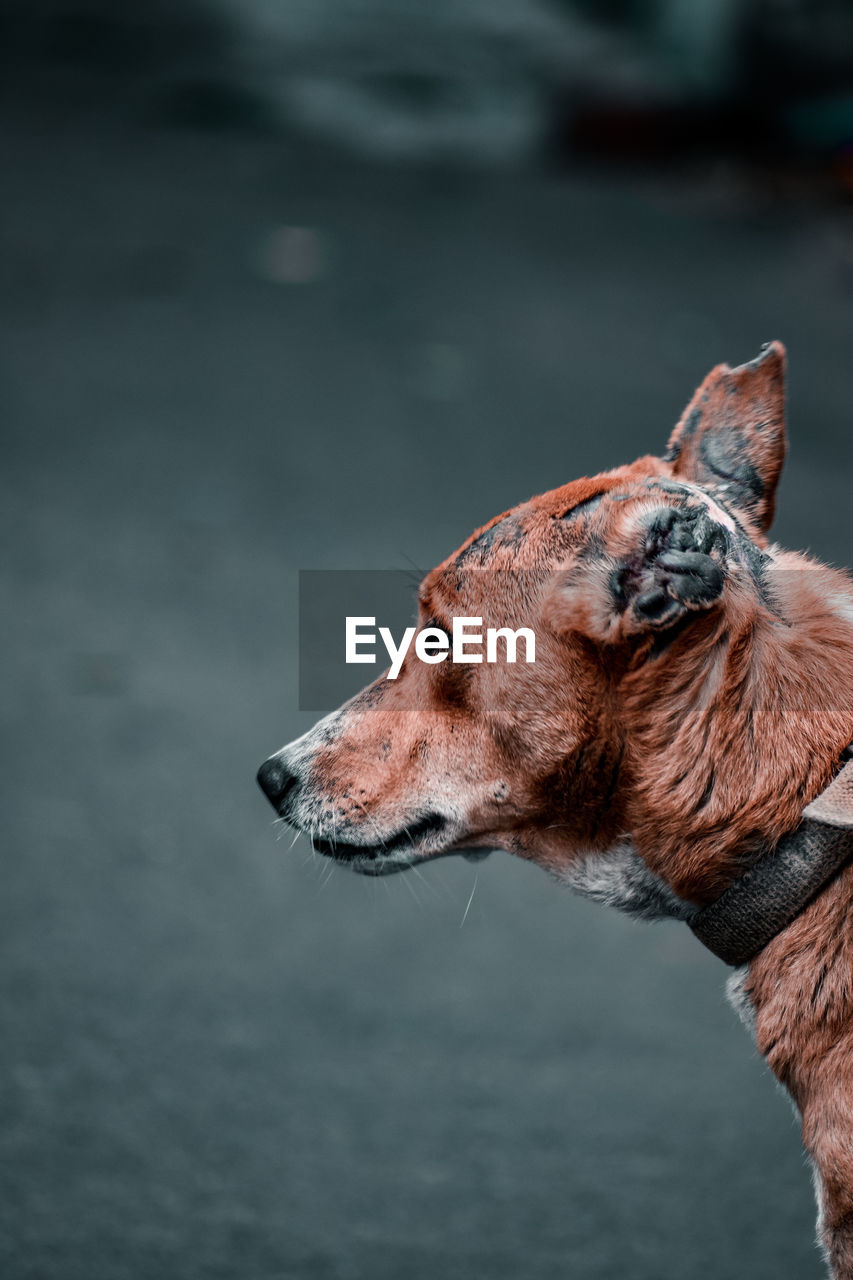 SIDE VIEW OF A DOG LOOKING AWAY OUTDOORS