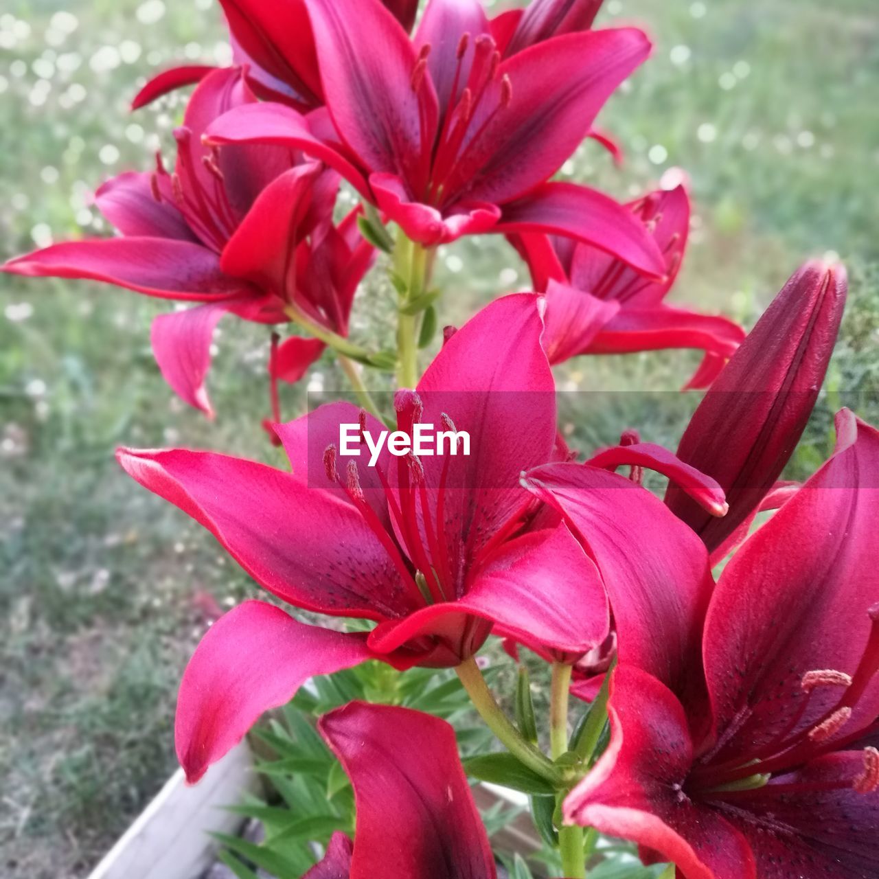 CLOSE-UP OF RED FLOWERS BLOOMING OUTDOORS