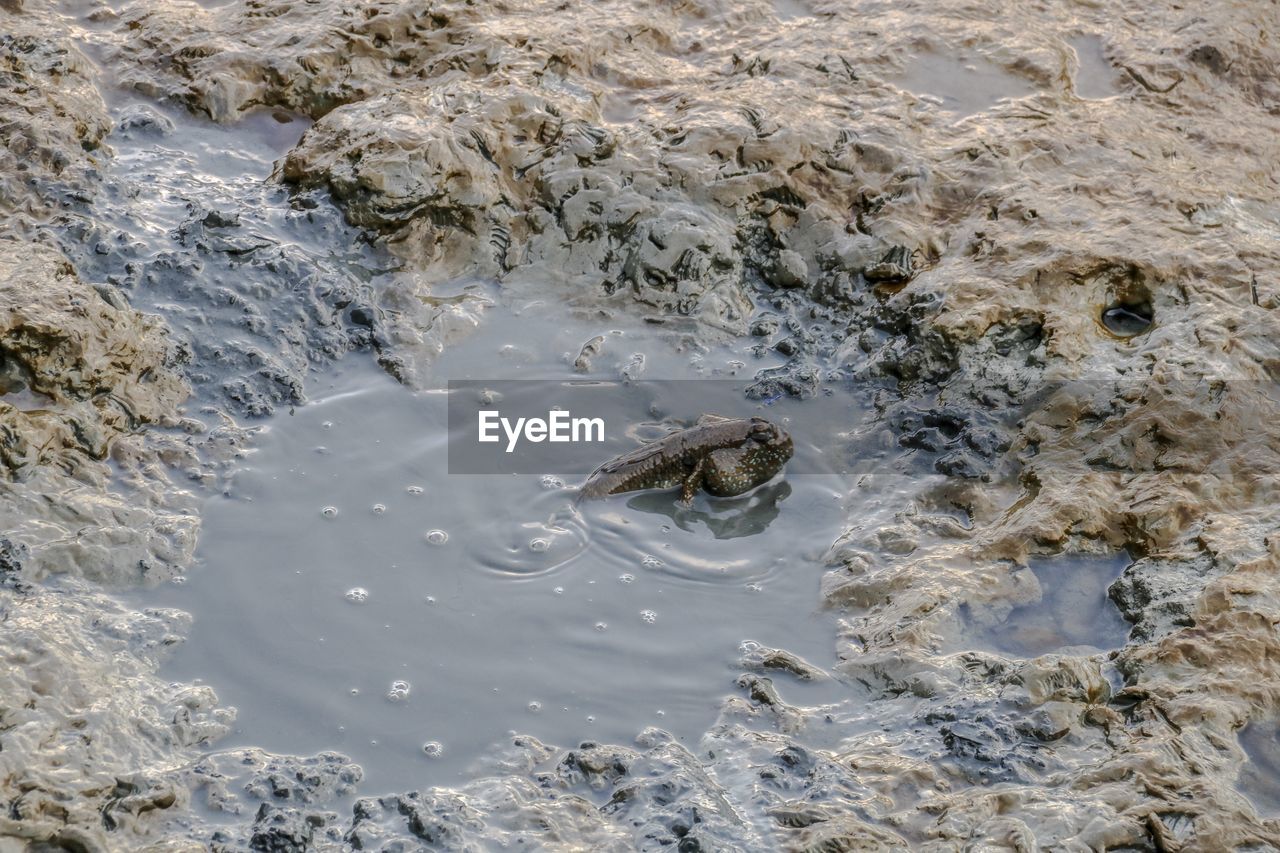 HIGH ANGLE VIEW OF TURTLE IN WATER