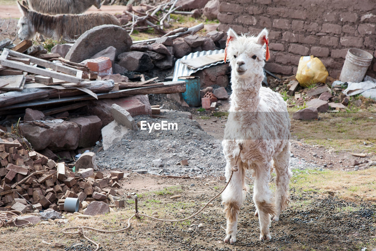 VIEW OF A SHEEP