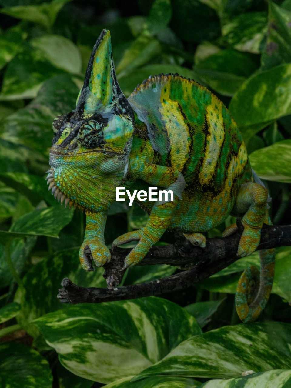 CLOSE-UP OF A LIZARD ON A PLANT