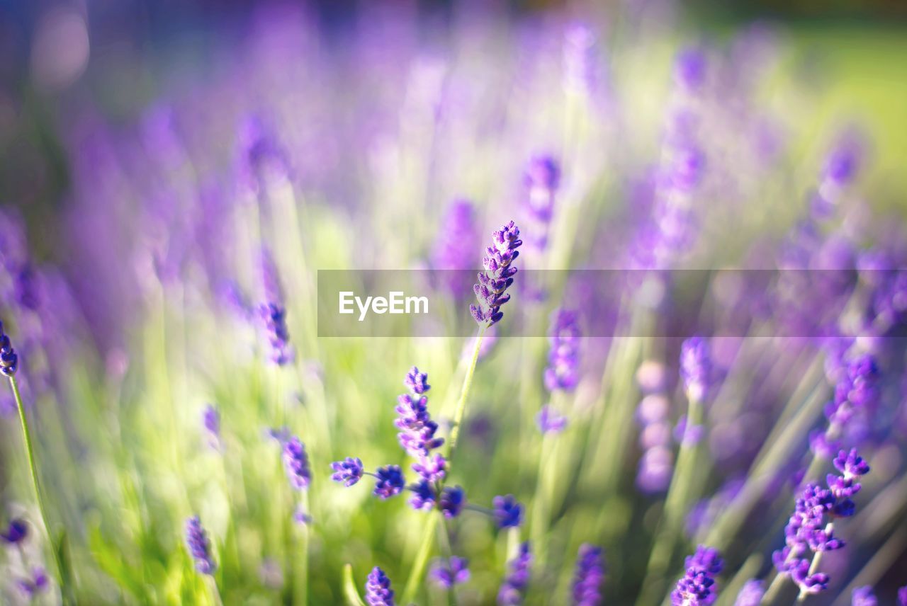 CLOSE-UP OF PURPLE FLOWERING PLANT