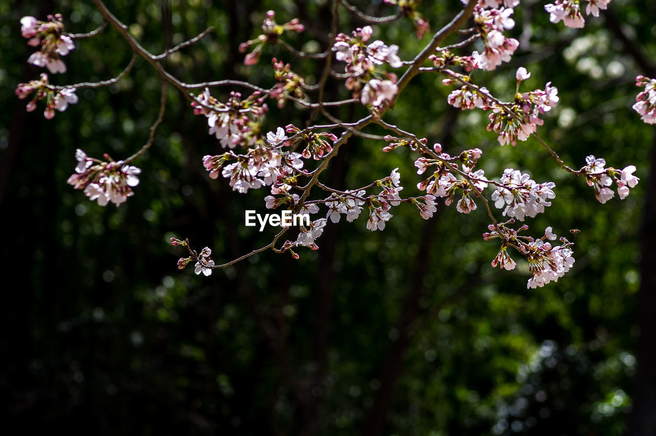 Close-up of cherry blossom tree