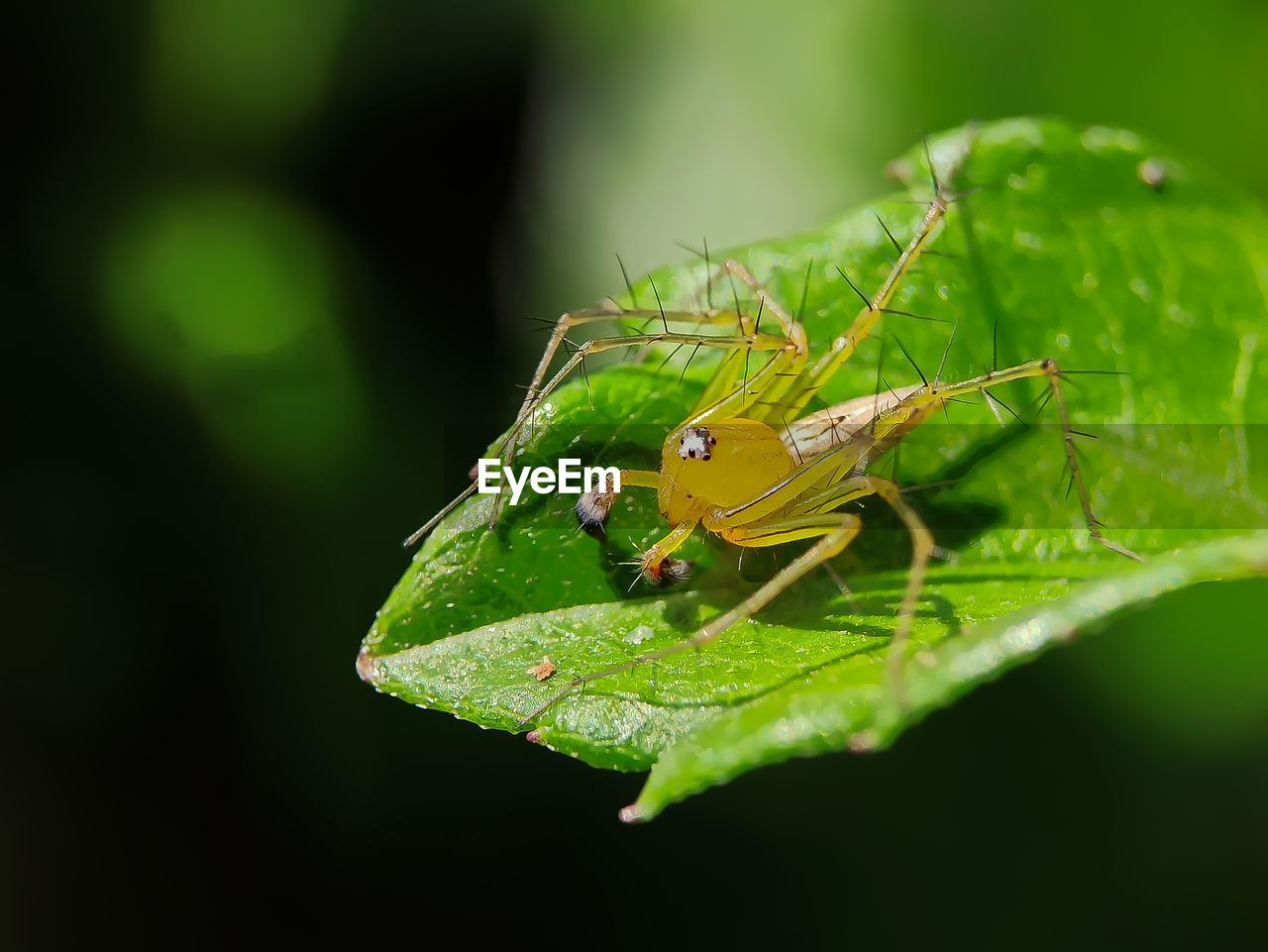 Spider on a leaf