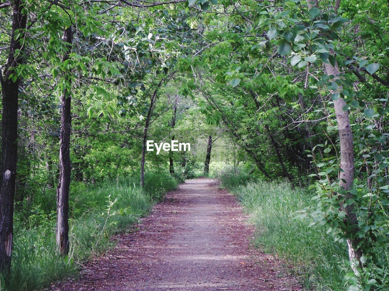 VIEW OF TREES IN FOREST