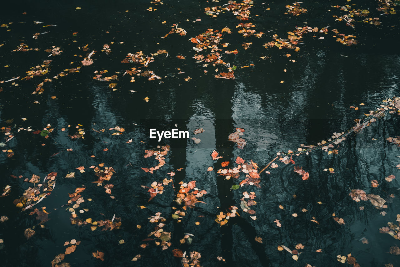Full frame shot of fallen autumn leaves by lake