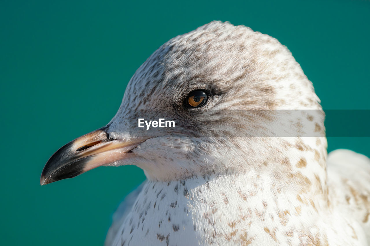 Seagull gets a head shot on a sunny day at the beach in winter