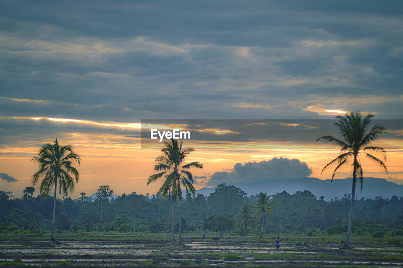 Scenic view of palm trees on field against sky at sunset