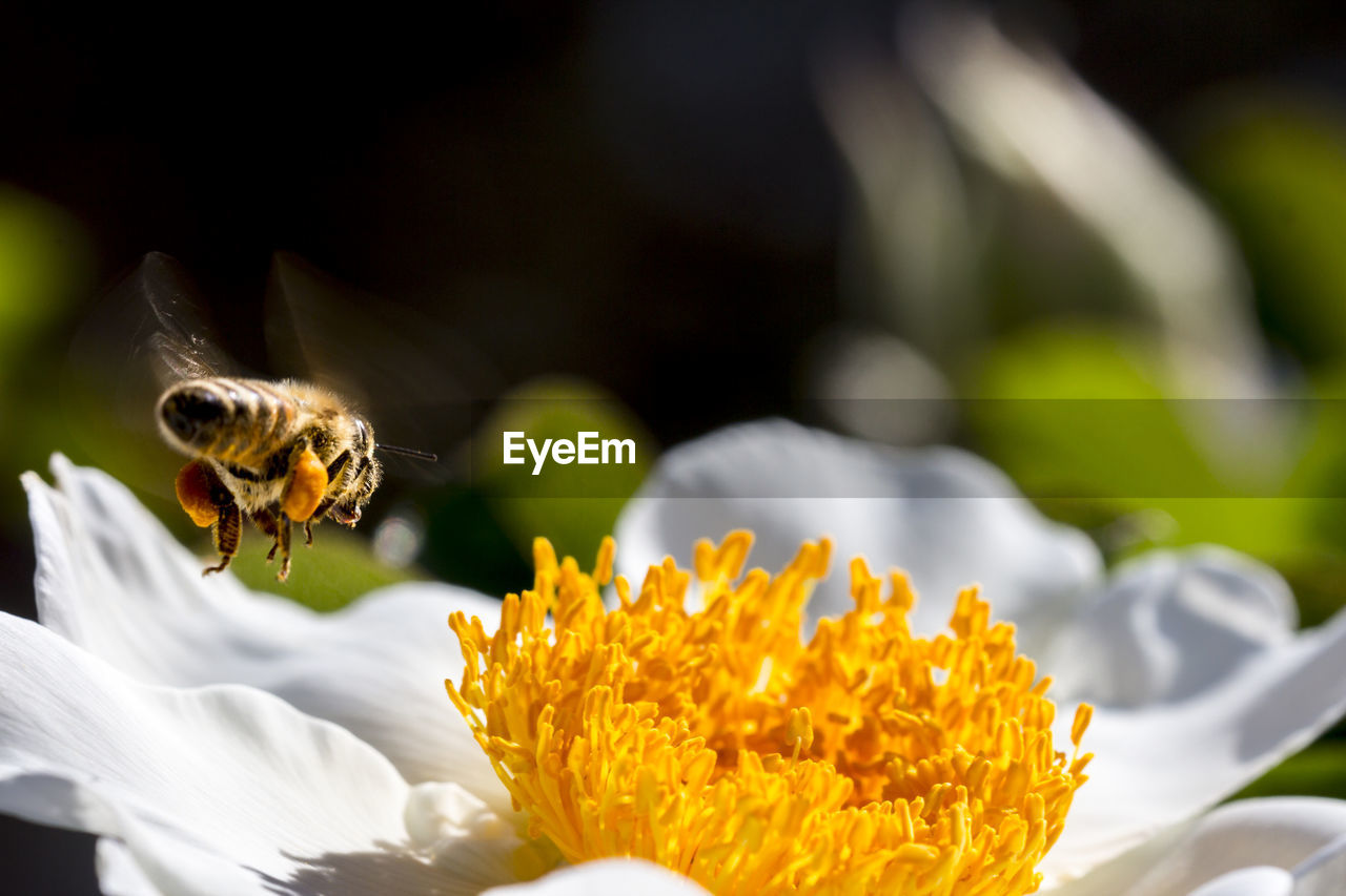 Close-up of bee buzzing