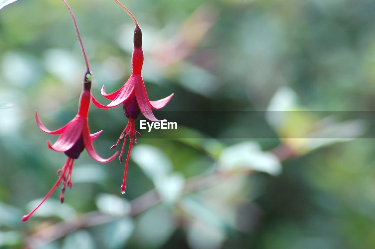 Close-up of pink flower buds