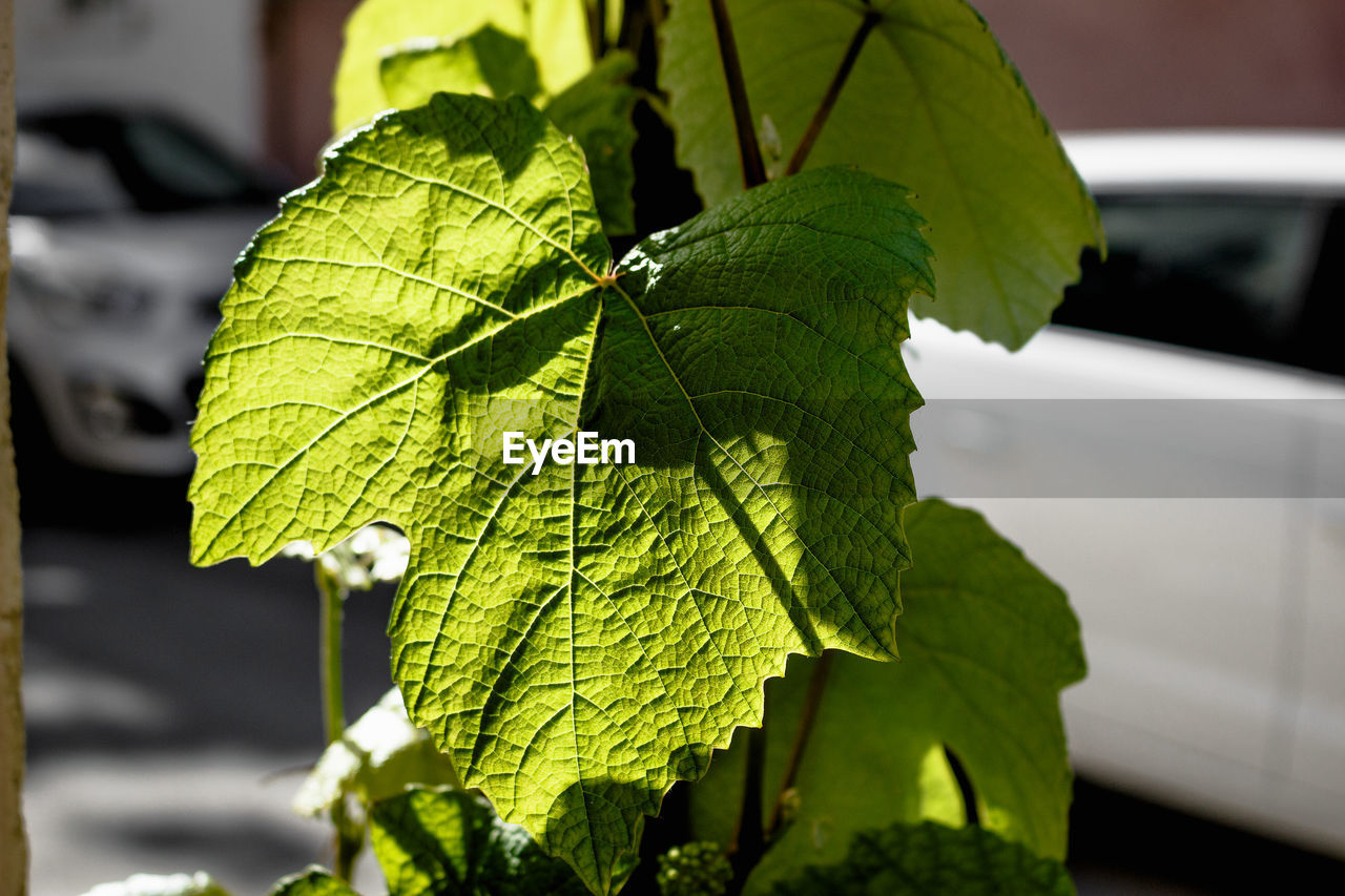 CLOSE-UP OF LEAVES AGAINST BLURRED BACKGROUND