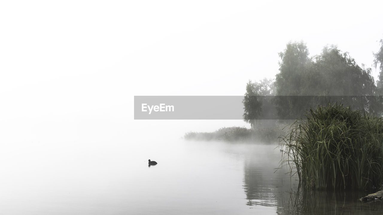 water, tree, fog, nature, plant, lake, animal themes, animal, mist, animal wildlife, bird, tranquility, wildlife, beauty in nature, sky, no people, day, scenics - nature, tranquil scene, one animal, outdoors, morning, non-urban scene, copy space, black and white, reflection, environment