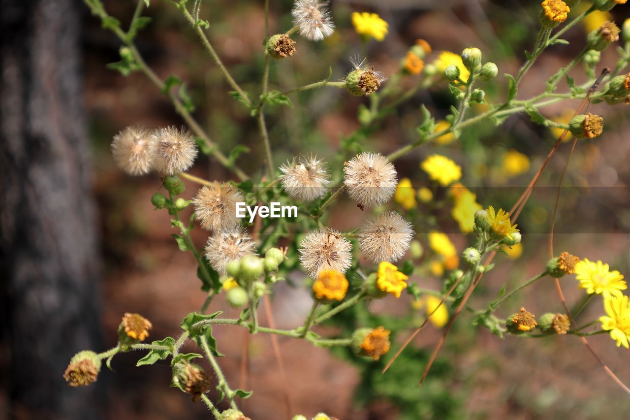 Close-up of flowering plants on field