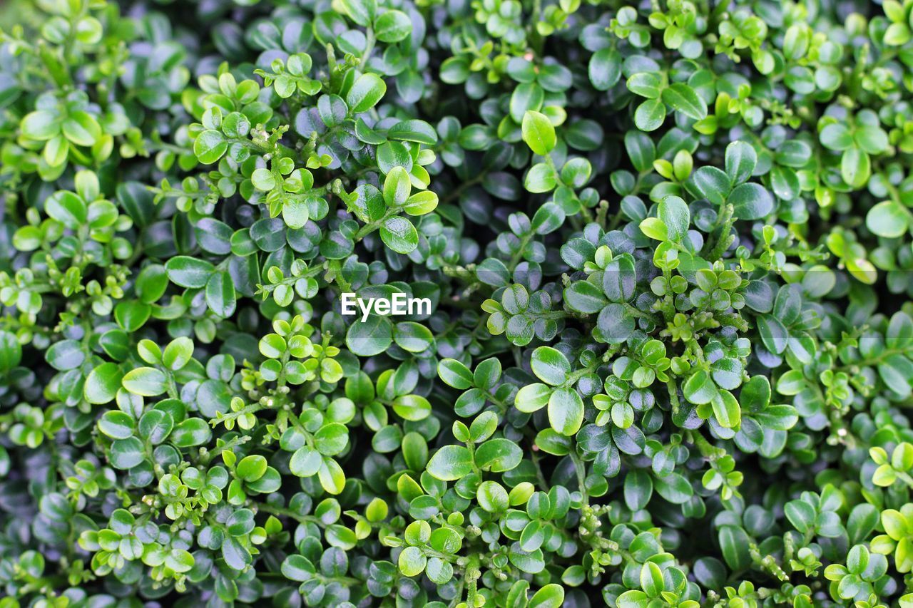 FULL FRAME SHOT OF GREEN LEAVES