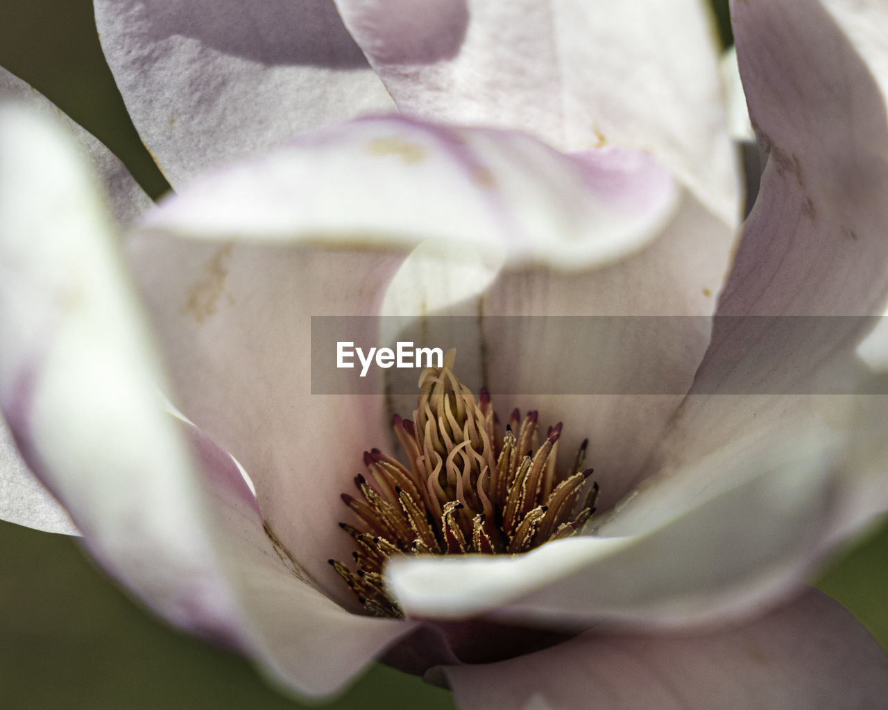 Close-up of white rose flower