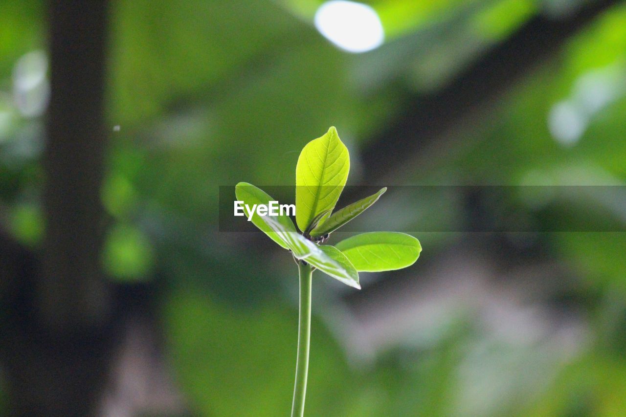 Close-up of plant