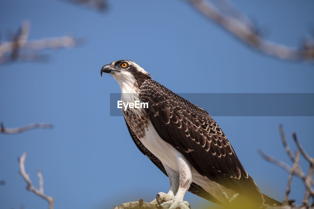 Osprey bird of prey pandion haliaetus perches on a tree at clam pass in naples, florida 