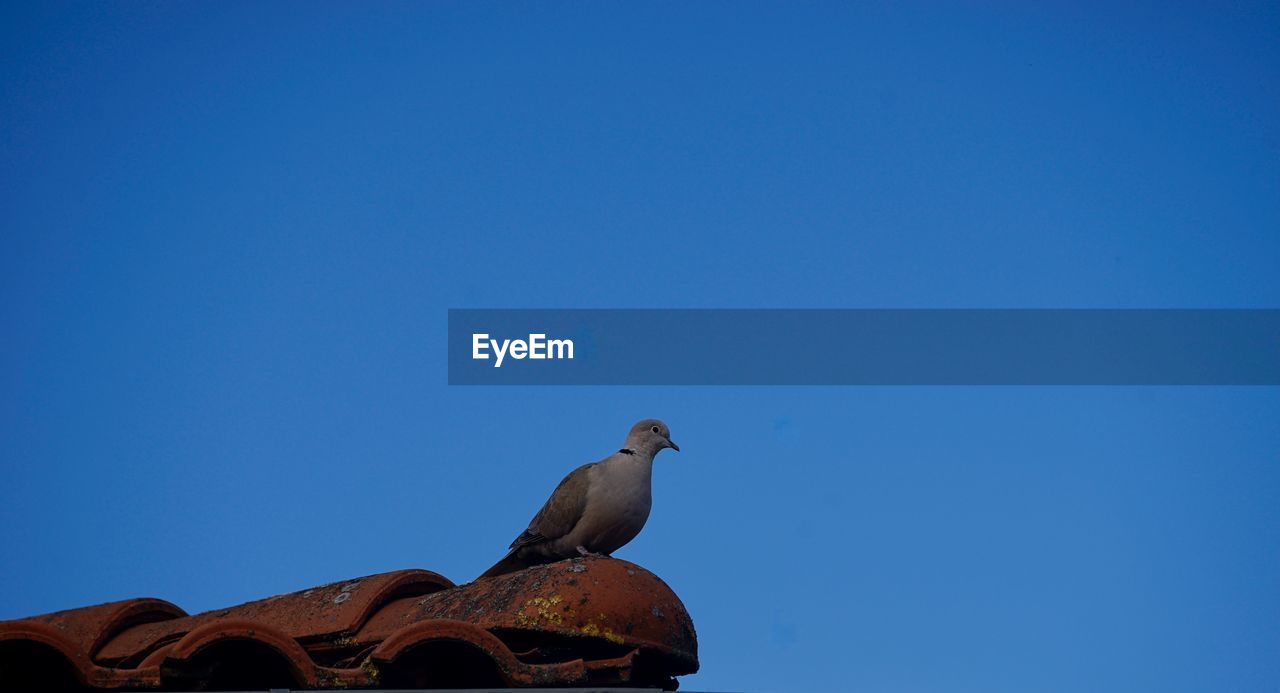 animal, animal themes, bird, blue, animal wildlife, wildlife, sky, clear sky, one animal, copy space, no people, nature, low angle view, roof, architecture, perching, day, outdoors, sunny, dove - bird, built structure