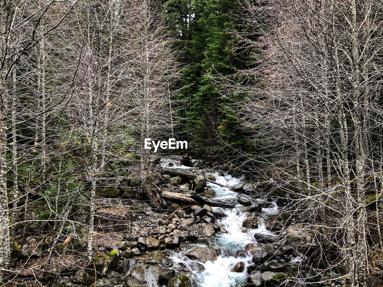 Plants and trees in forest