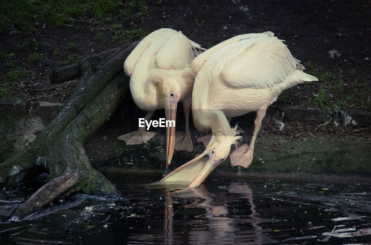 Close-up of pelicans feeding at lake