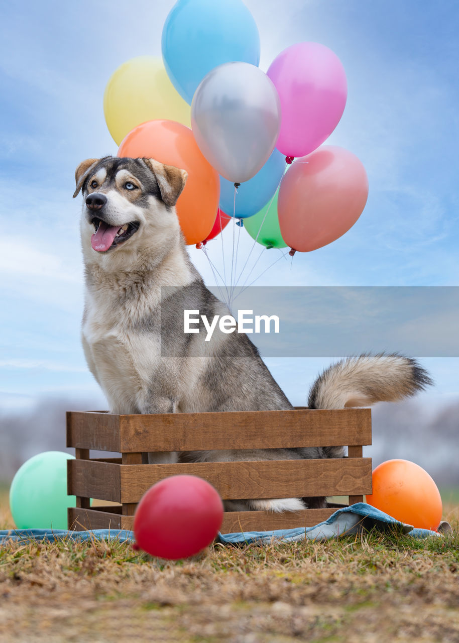 High angle view of dog with balloons